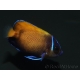 WYSIWYG2 Pomacanthus navarchus 3 cm élevage Bali aquarich