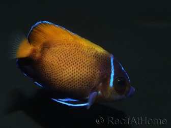 WYSIWYG2 Pomacanthus navarchus 3 cm élevage Bali aquarich