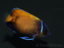 WYSIWYG2 Pomacanthus navarchus 3 cm élevage Bali aquarich
