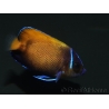 WYSIWYG2 Pomacanthus navarchus 3 cm élevage Bali aquarich