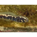 Pholidichthys leucotaenia 10-12 cm