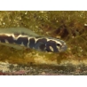 Pholidichthys leucotaenia 10-12 cm