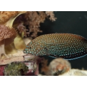 Anampses caeruleopunctatus 10-12 CM