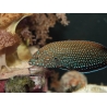 Anampses caeruleopunctatus 10-12 CM