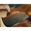 Anampses caeruleopunctatus 10-12 CM