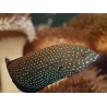 Anampses caeruleopunctatus 10-12 CM