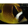 Chaetodon lunula 8-10 cm