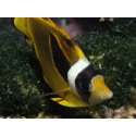 Chaetodon lunula 8-10 cm