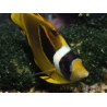 Chaetodon lunula 8-10 cm