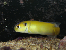 WYSIWYG Hoplolatilus luteus