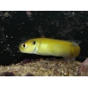 WYSIWYG Hoplolatilus luteus