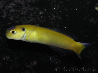 WYSIWYG Hoplolatilus luteus