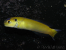 WYSIWYG Hoplolatilus luteus