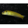 WYSIWYG Hoplolatilus luteus