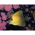 WYSIWYG Zebrasoma scopas yellow 5-6cm