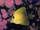 WYSIWYG Zebrasoma scopas yellow 5-6cm