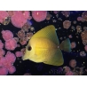 WYSIWYG Zebrasoma scopas yellow 5-6cm