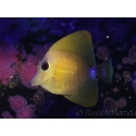 WYSIWYG Zebrasoma scopas yellow 5-6cm