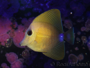 WYSIWYG Zebrasoma scopas yellow 5-6cm