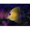WYSIWYG Zebrasoma scopas yellow 5-6cm