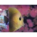 WYSIWYG Zebrasoma scopas yellow 5-6cm