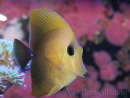 WYSIWYG Zebrasoma scopas yellow 5-6cm