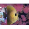 WYSIWYG Zebrasoma scopas yellow 5-6cm