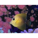 WYSIWYG Zebrasoma scopas yellow 5-6cm