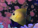 WYSIWYG Zebrasoma scopas yellow 5-6cm