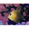 WYSIWYG Zebrasoma scopas yellow 5-6cm