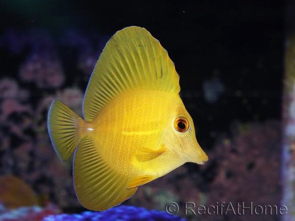 WYSIWYG Zebrasoma scopas super Yellow 5-6cm