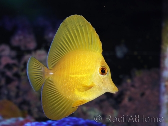WYSIWYG Zebrasoma scopas super Yellow 5-6cm