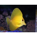 WYSIWYG Zebrasoma scopas super Yellow 5-6cm