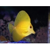 WYSIWYG Zebrasoma scopas super Yellow 5-6cm