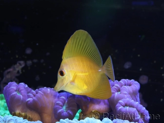 WYSIWYG Zebrasoma scopas super Yellow 5-6cm