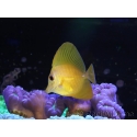 WYSIWYG Zebrasoma scopas super Yellow 5-6cm