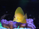 WYSIWYG Zebrasoma scopas super Yellow 5-6cm