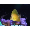 WYSIWYG Zebrasoma scopas super Yellow 5-6cm