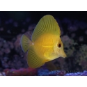 WYSIWYG Zebrasoma scopas super Yellow 5-6cm
