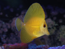 WYSIWYG Zebrasoma scopas super Yellow 5-6cm