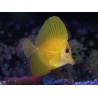 WYSIWYG Zebrasoma scopas super Yellow 5-6cm