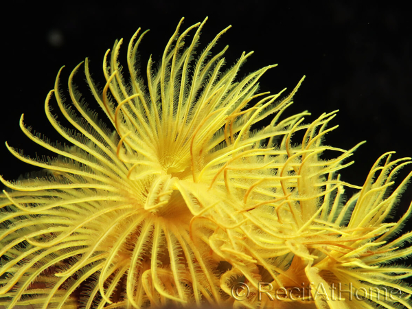 Sabelle sp. Jaune