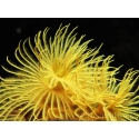 Sabelle sp. Jaune