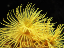 Sabelle sp. Jaune