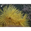 Sabelle sp. Jaune