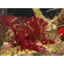 Sabelle sp. rouge