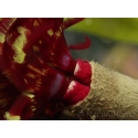 Sabelle sp. rouge