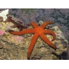 Echinaster sp.