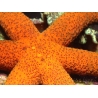 Echinaster sp.