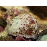 Turbo sp. coquille lisse